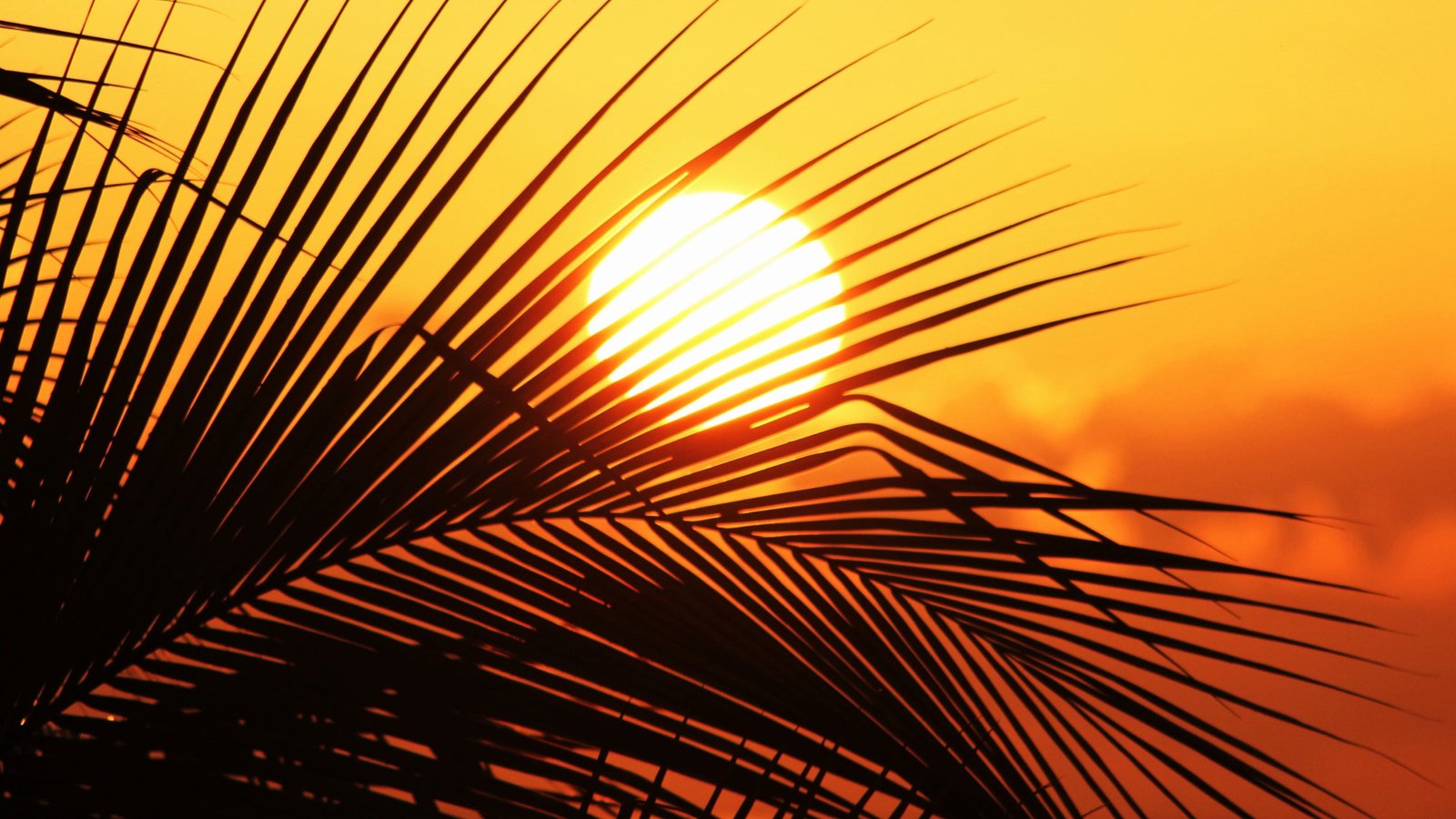 A bright sun with palm leaves as foreground