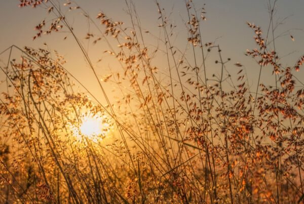Sunshine for Health